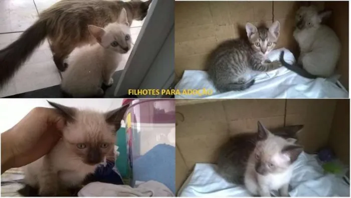 Gato ra a  idade 2 a 6 meses nome Sem nome