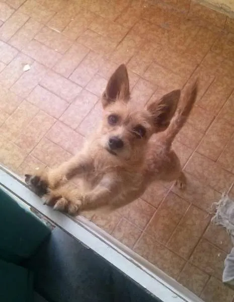 Cachorro ra a Mestiço pincher vira lata idade 4 anos nome bethoven