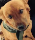 Chico