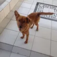 Chico