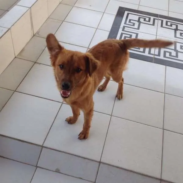 Cachorro raça Mestiço idade 1 ano nome Chico