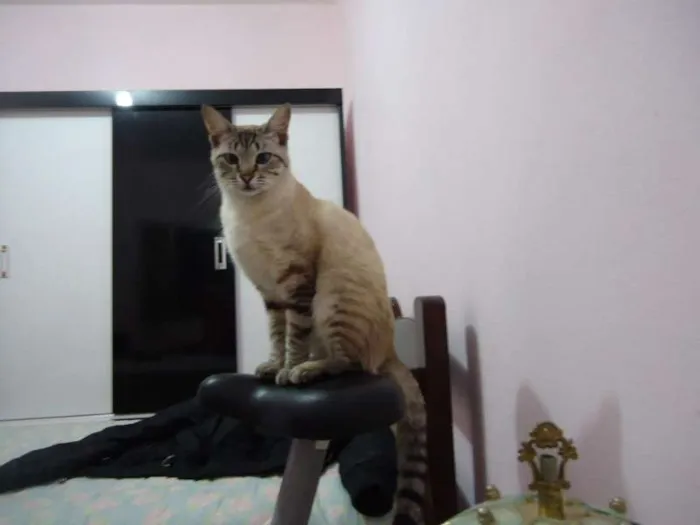 Gato ra a SRD idade 4 anos nome Tolstoi GRATIFICA