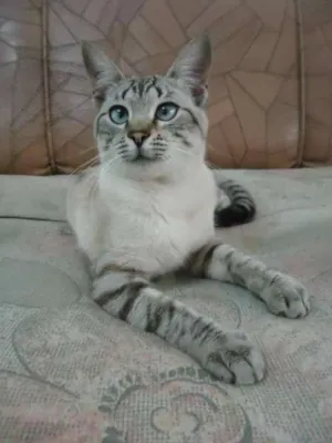 Gato raça SRD idade 4 anos nome Tolstoi GRATIFICA