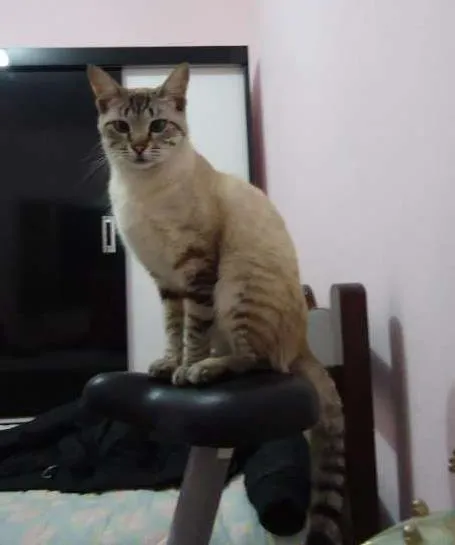 Gato ra a SRD idade 4 anos nome Tolstoi GRATIFICA