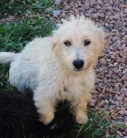 Cachorro ra a SRD idade 1 ano nome Branco