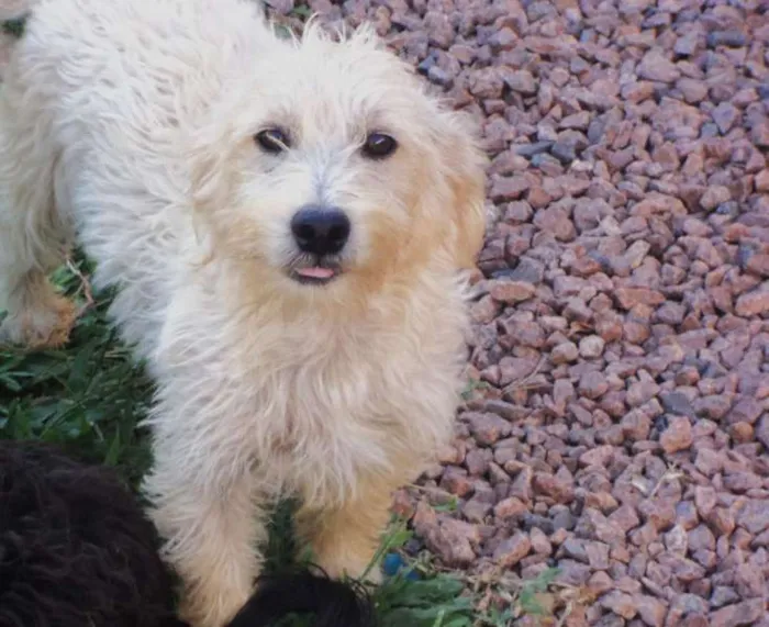 Cachorro ra a SRD idade 1 ano nome Branco
