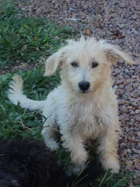 Cachorro ra a SRD idade 1 ano nome Branco