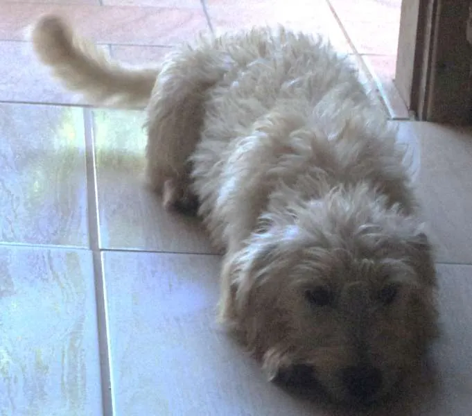 Cachorro ra a SRD idade 1 ano nome Branco