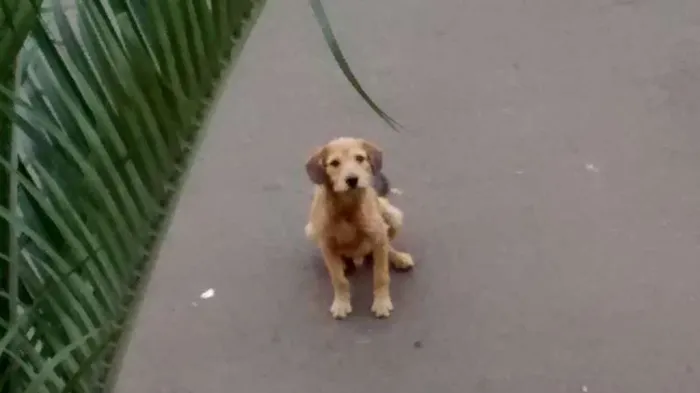 Cachorro ra a SRD idade 2 a 6 meses nome familia buscape