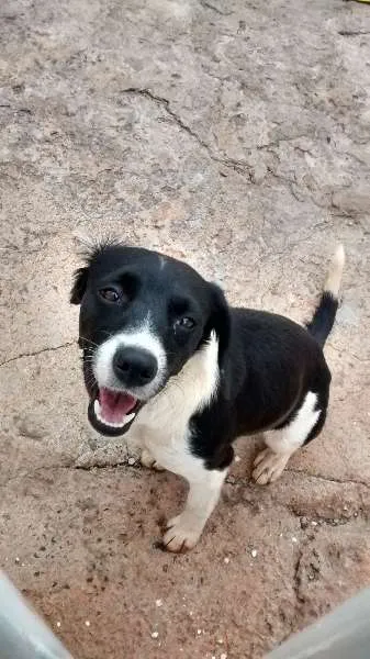 Cachorro ra a SRD idade 2 a 6 meses nome familia buscape