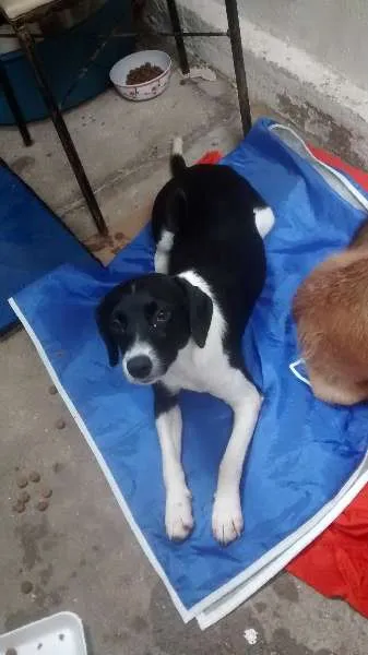 Cachorro ra a SRD idade 2 a 6 meses nome familia buscape