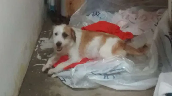 Cachorro ra a SRD idade 2 a 6 meses nome familia buscape