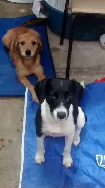 Cachorro ra a SRD idade 2 a 6 meses nome familia buscape