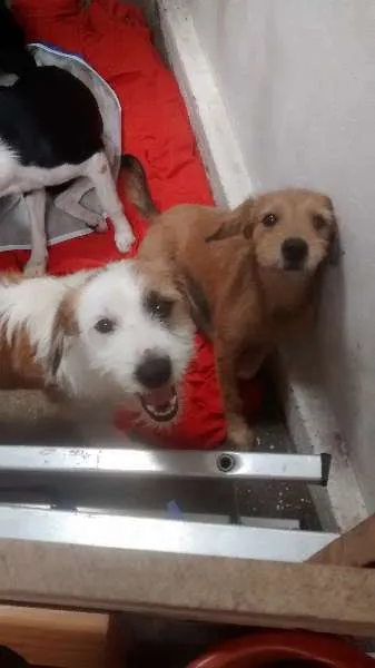 Cachorro ra a SRD idade 2 a 6 meses nome familia buscape