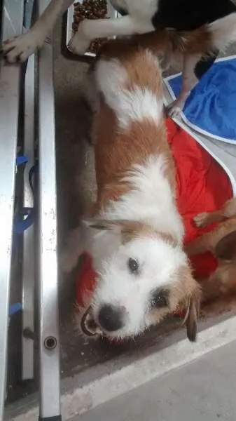 Cachorro ra a SRD idade 2 a 6 meses nome familia buscape