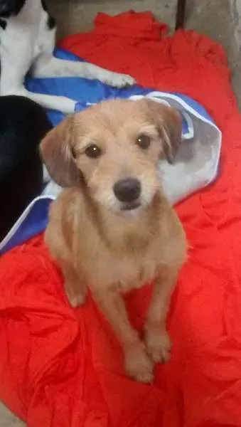 Cachorro ra a SRD idade 2 a 6 meses nome familia buscape