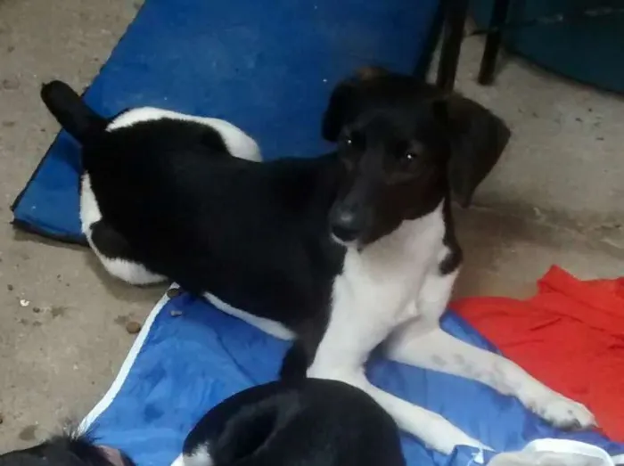 Cachorro ra a SRD idade 2 a 6 meses nome familia buscape