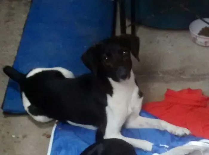 Cachorro ra a SRD idade 2 a 6 meses nome familia buscape