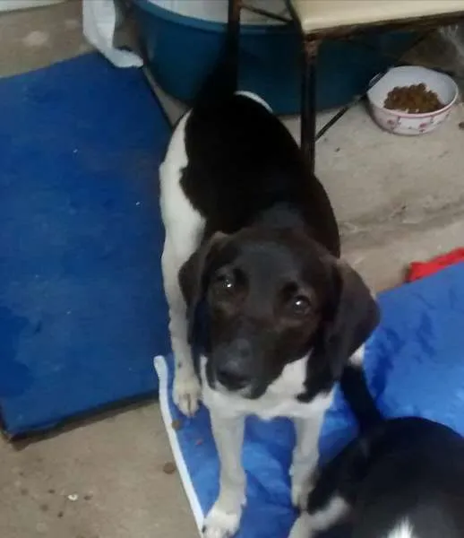 Cachorro ra a SRD idade 2 a 6 meses nome familia buscape