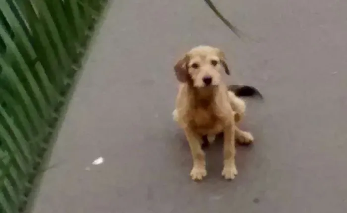 Cachorro ra a SRD idade 2 a 6 meses nome familia buscape