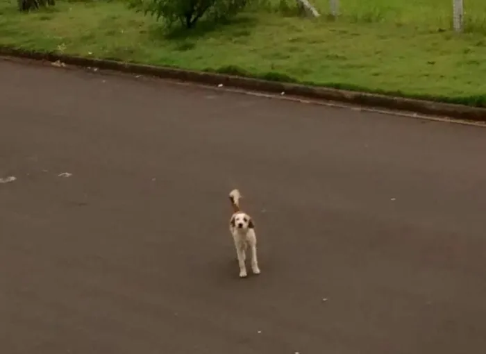 Cachorro ra a SRD idade 2 a 6 meses nome familia buscape