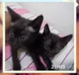 Fofuchos