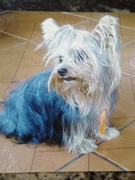 Cachorro raça Yorkshire idade 6 ou mais anos nome Ralf
