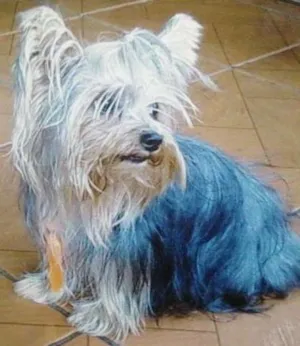 Cachorro raça Yorkshire idade 6 ou mais anos nome Ralf