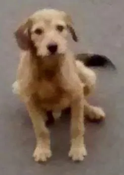 Cachorro ra a SRD idade 2 a 6 meses nome familia buscape