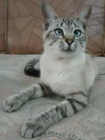 Gato ra a SRD idade 4 anos nome Tolstoi GRATIFICA