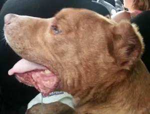 Cachorro raça Pit-Bull idade 5 anos nome Thor