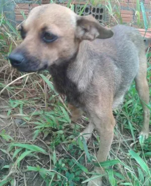 Cachorro raça Vira-lata idade 2 a 6 meses nome Diguinha