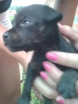 Cachorro raça Vira-lata idade Abaixo de 2 meses nome Lindinha