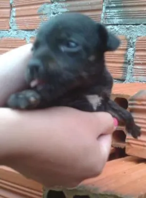 Cachorro raça Vira-lata idade Abaixo de 2 meses nome Pretinha