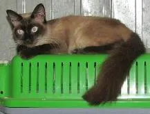 Gato ra a Siamês idade 1 ano nome Katrina