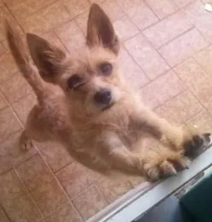 Cachorro raça Mestiço pincher vira lata idade 4 anos nome bethoven