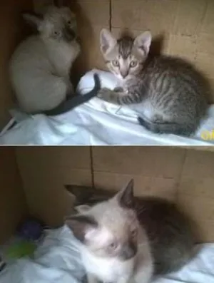 Gato raça  idade 2 a 6 meses nome Sem nome