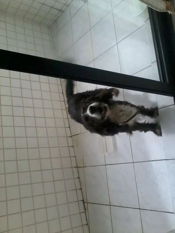 Cachorro ra a SRD idade  nome Tobias