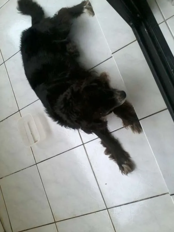 Cachorro ra a SRD idade  nome Tobias