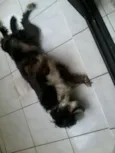 Tobias
