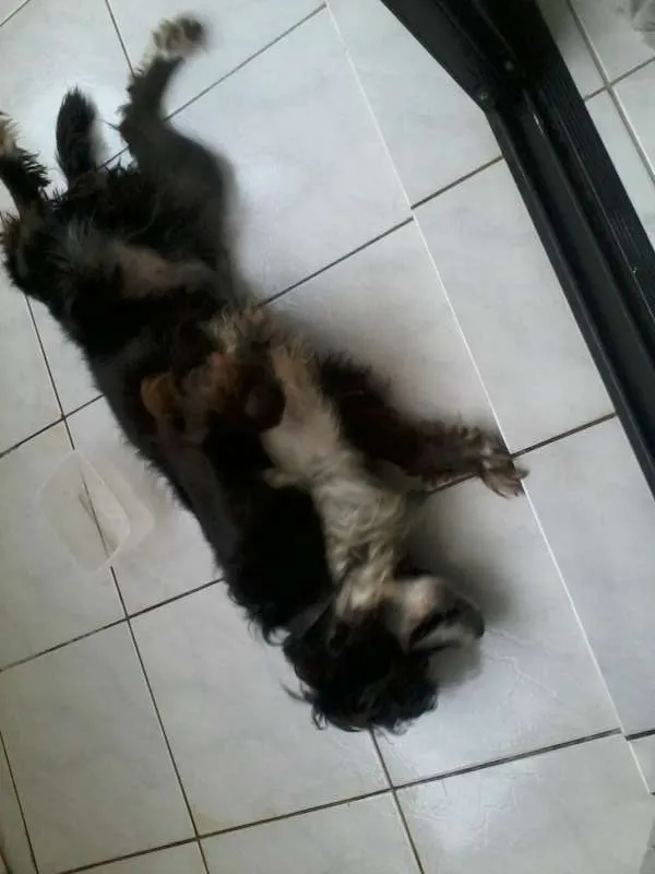 Cachorro ra a SRD idade  nome Tobias