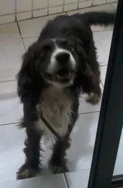 Cachorro ra a SRD idade  nome Tobias