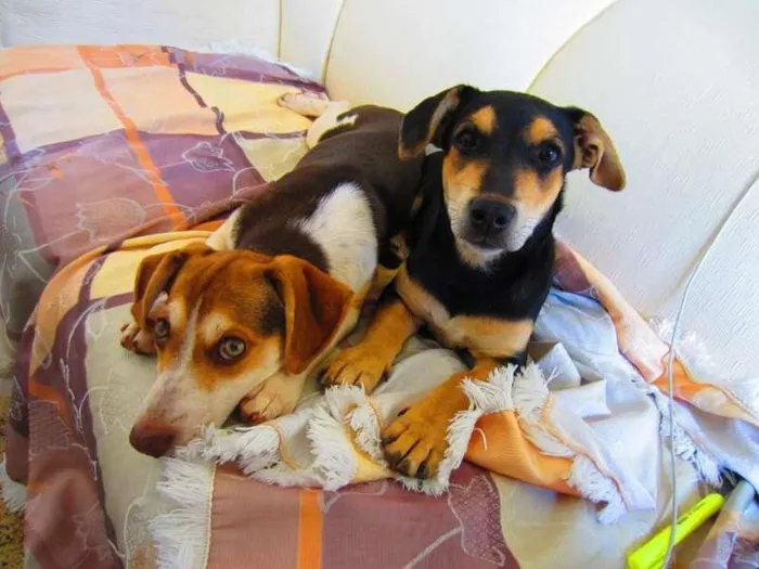 Cachorro ra a SRD idade  nome Babel