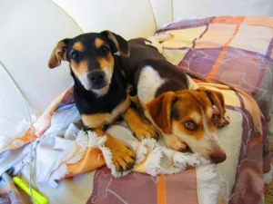 Cachorro raça SRD idade 1 ano nome Catita