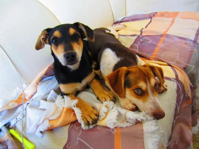 Cachorro ra a SRD idade 1 ano nome Catita