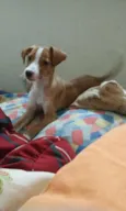 Molly