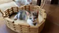 Lindos gatinhos