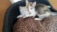 Lindos gatinhos
