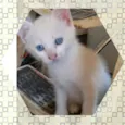 Lindos gatinhos