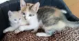 Lindos gatinhos